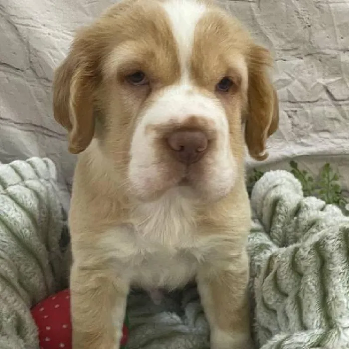 Male Mini Hippo Puppy for Sale in Monroeville, PA