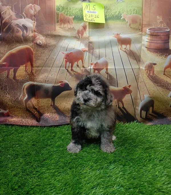 Male Mini Poodle puppy named Negan for sale at Petland Monroeville.