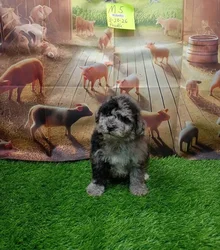 Male Mini Poodle puppy named Negan for sale at Petland Monroeville.