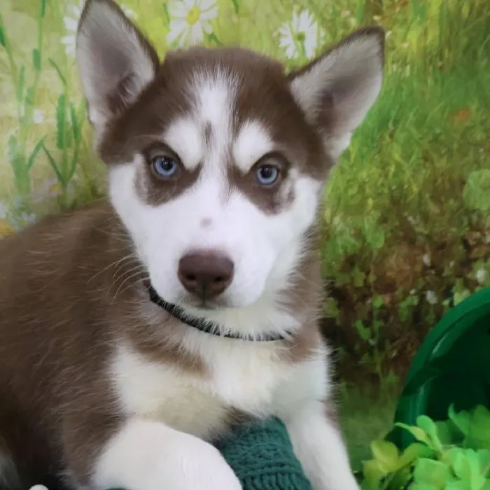 Male Siberian Husky Puppy for Sale in Monroeville, PA