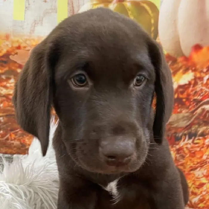 Female Labrador Retriever Puppy for Sale in Monroeville, PA