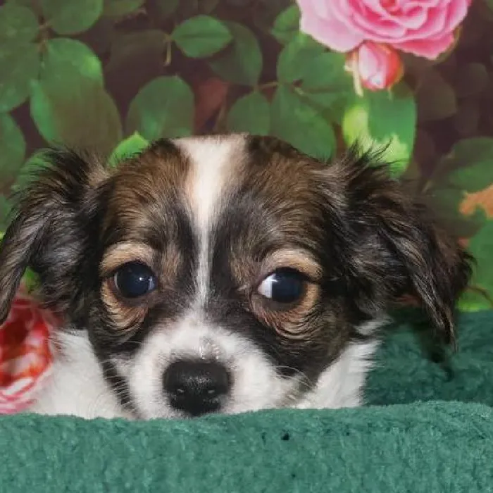 Male Chihuahua Puppy for Sale in Monroeville, PA