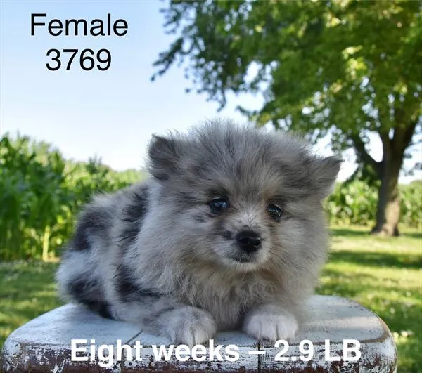 Female Pomeranian puppy named Lexi for sale at Petland Monroeville.