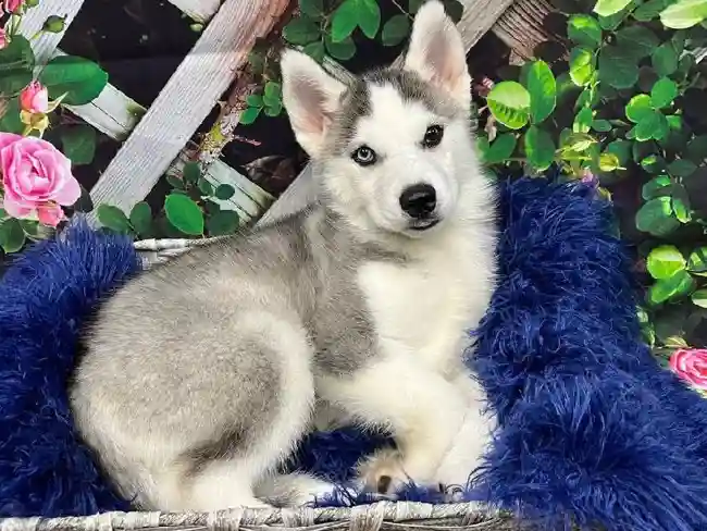 Male Siberian Husky Puppy for Sale in Monroeville, PA