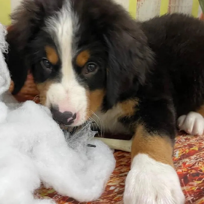 Male Bernese Mountain Dog Puppy for Sale in Monroeville, PA