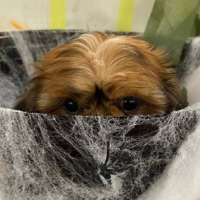 Female Shih Tzu Puppy for Sale in Monroeville, PA