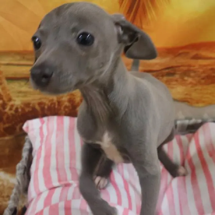 Female Italian Greyhound Puppy for Sale in Monroeville, PA