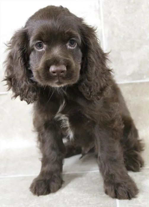 Male Cocker Spaniel puppy named Elijah for sale at Petland Monroeville.