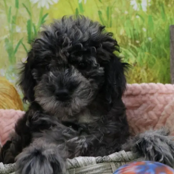 Female Cock A Poo 2Nd Gen puppy named Aurora for sale at Petland Monroeville.
