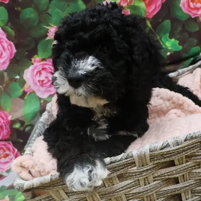 Female Cockapoo Puppy for Sale in Monroeville, PA