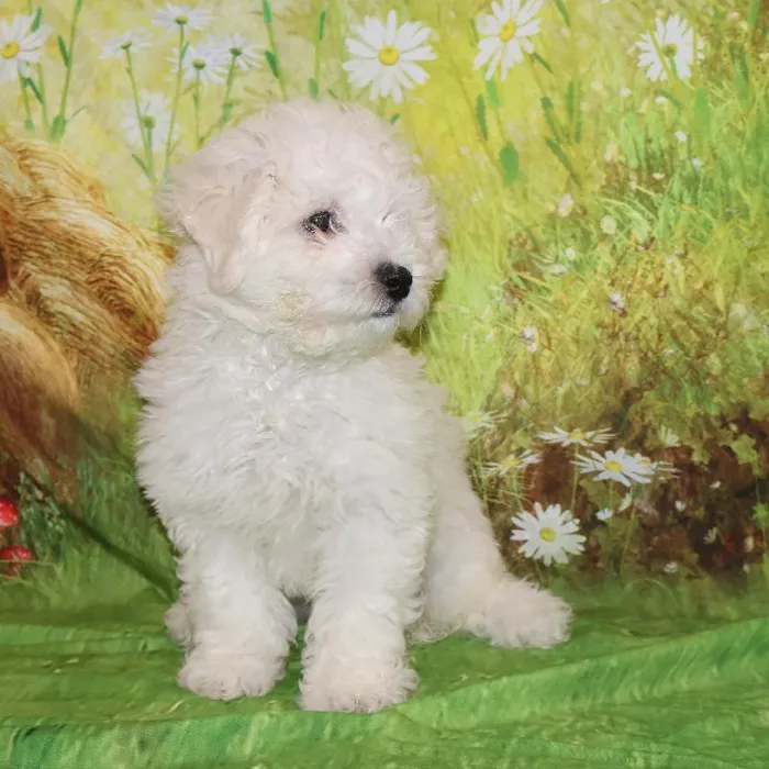 Male Bichon puppy named Carl for sale at Petland Monroeville.