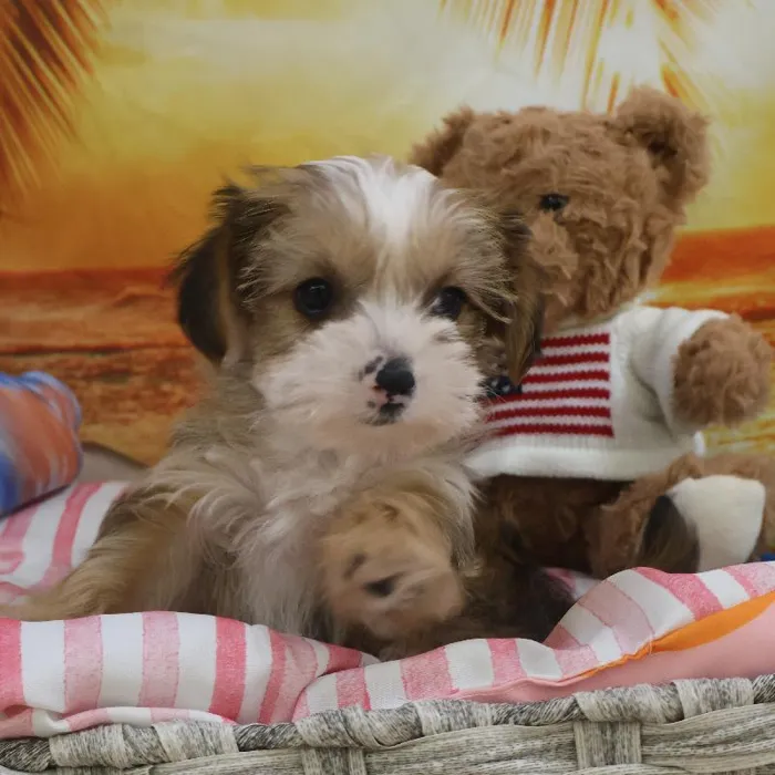 Male Morkie Puppy for Sale in Monroeville, PA