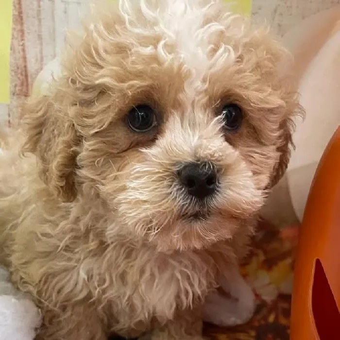 Female Teddy Bear Puppy for Sale in Monroeville, PA