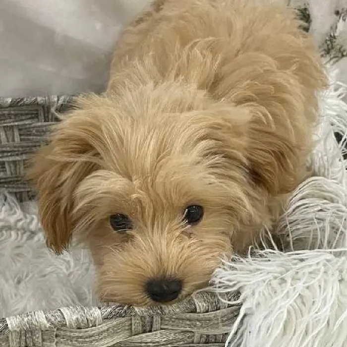 Male Maltipoo Puppy for Sale in Monroeville, PA