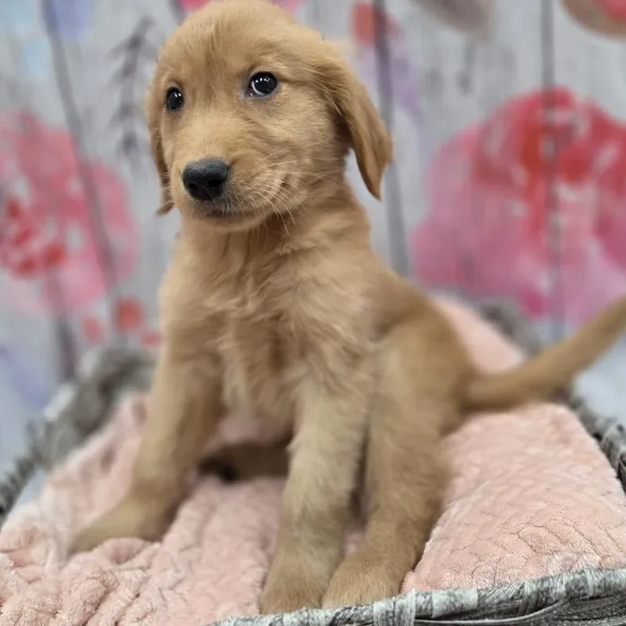 Female Golden Retriever Puppy for Sale in Monroeville, PA