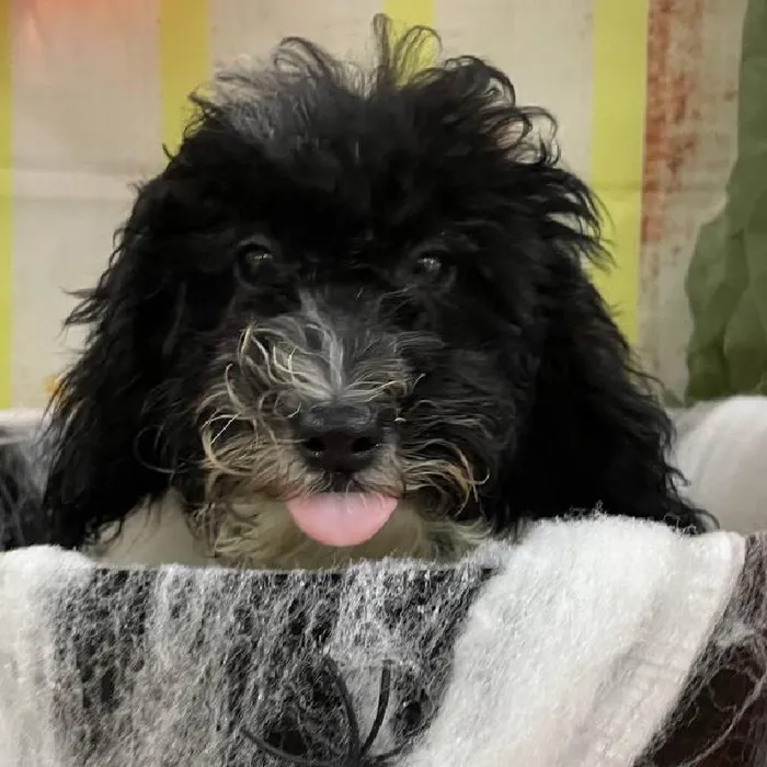 Female Mini Poodle Puppy for Sale in Monroeville, PA