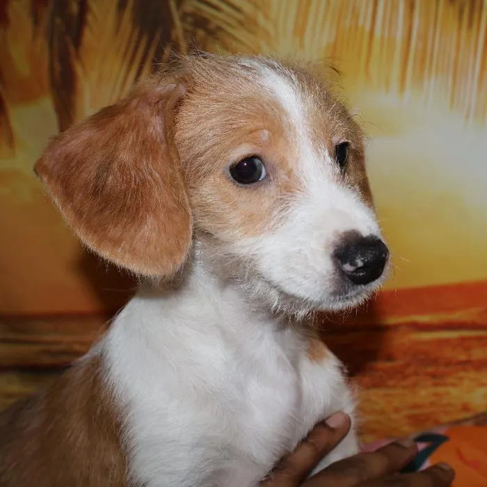 Female Chiweenie Puppy for Sale in Monroeville, PA