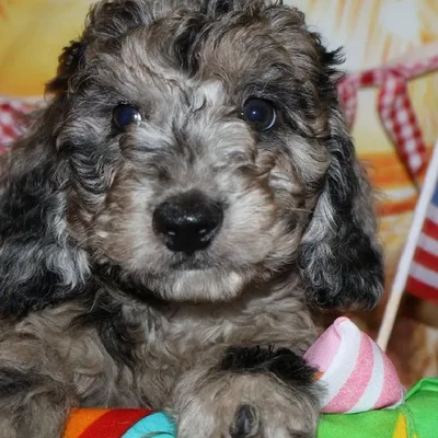 Male Mini Goldendoodle puppy named Daryl for sale at Petland Monroeville.