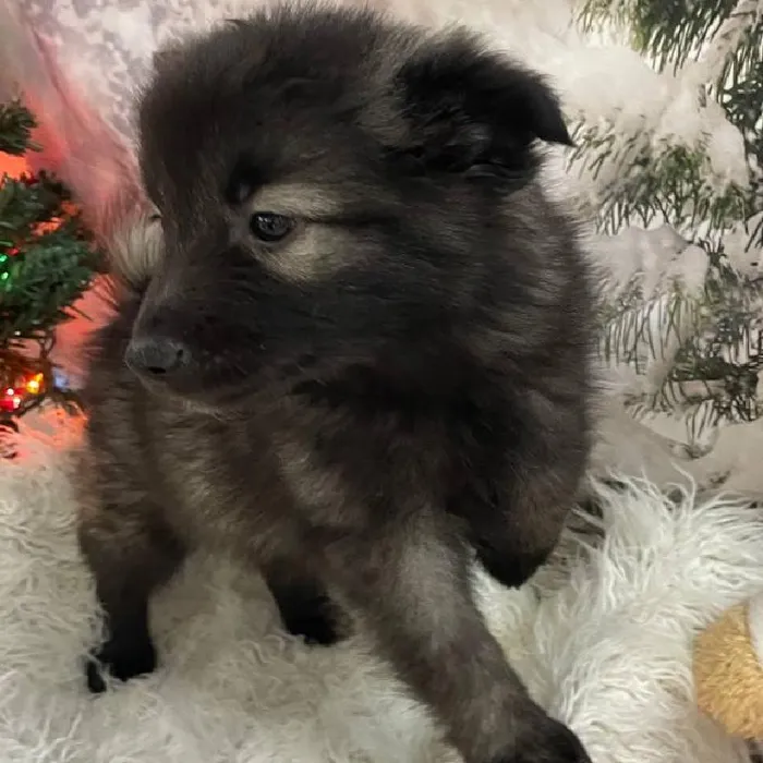 Female Keeshond Puppy for Sale in Monroeville, PA