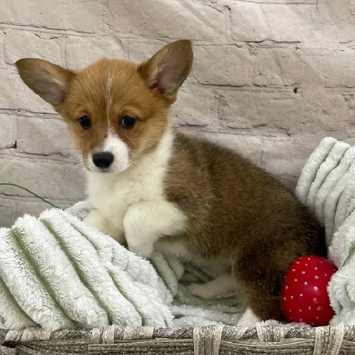 Female Pembroke Welsh Corgi Puppy for Sale in Monroeville, PA
