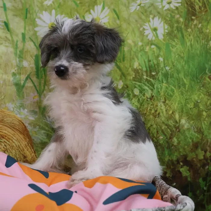 Male Yorkie-Poo puppy named Michael for sale at Petland Monroeville.