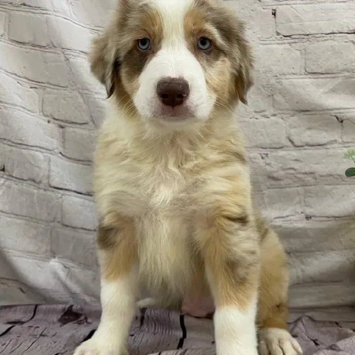 Male Australian Shepherd Puppy for Sale in Monroeville, PA
