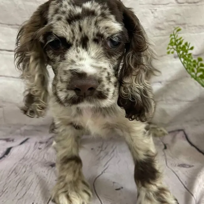Male Cocker Spaniel Puppy for Sale in Monroeville, PA
