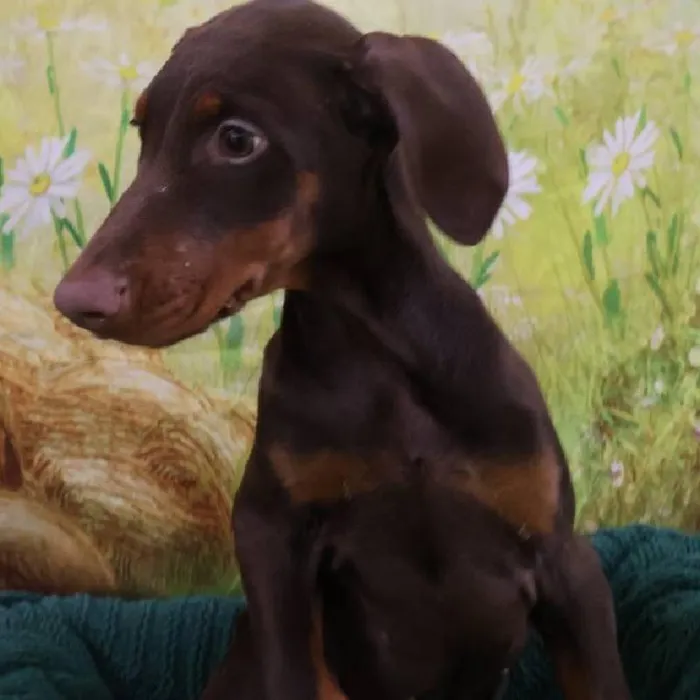 Female Doberman Pinscher Puppy for Sale in Monroeville, PA