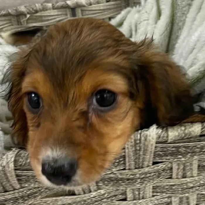 Female Dachshund Puppy for Sale in Monroeville, PA