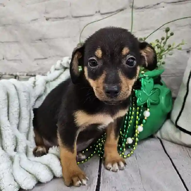 Female Chiweenie Puppy for Sale in Monroeville, PA