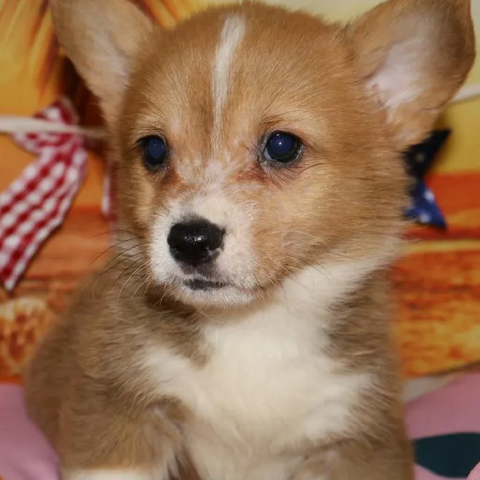 Male Pembroke Welsh Corgi puppy named Milo for sale at Petland Monroeville.