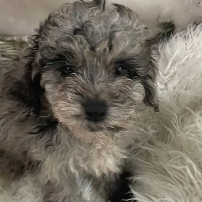 Male Mini Poodle Puppy for Sale in Monroeville, PA