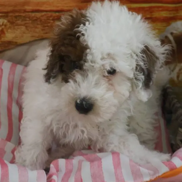 Male Toy Poodle Puppy for Sale in Monroeville, PA