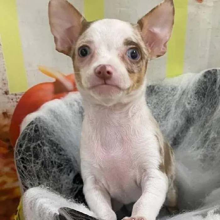 Female Chihuahua Puppy for Sale in Monroeville, PA