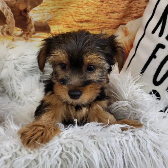 Male Yorkie Puppy for Sale in Monroeville, PA