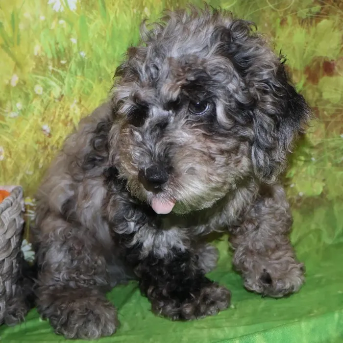 Male Mini Goldendoodle puppy named Jeremy for sale at Petland Monroeville.