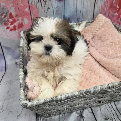 Female Shih Tzu Puppy for Sale in Monroeville, PA