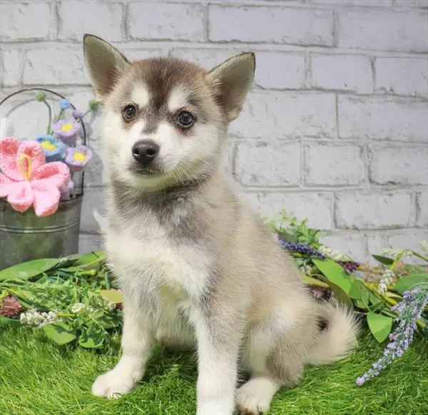 Male Alaskan Klee Kai puppy named David for sale at Petland Monroeville.