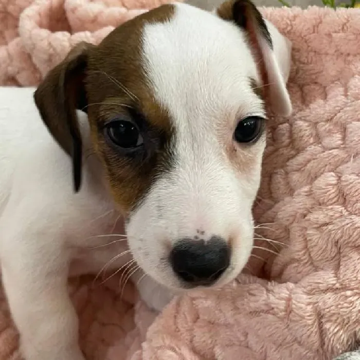 Female Jack Russell Terrier Puppy for Sale in Monroeville, PA