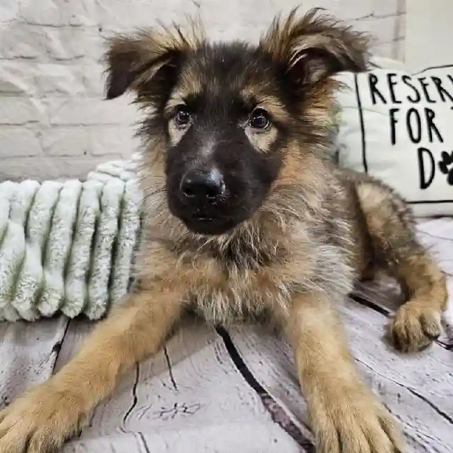 Female German Shepherd Puppy for Sale in Monroeville, PA