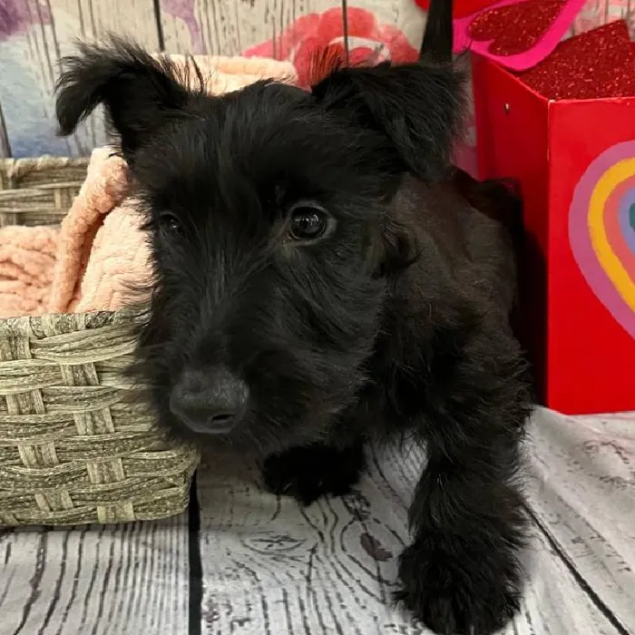 Male Scottish Terrier Puppy for Sale in Monroeville, PA