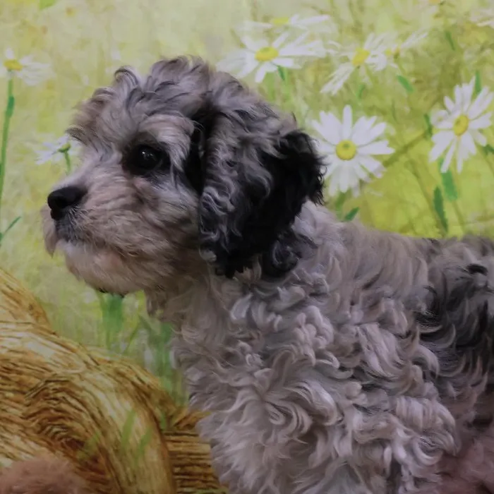Female Cavapoo puppy named Judith for sale at Petland Monroeville.
