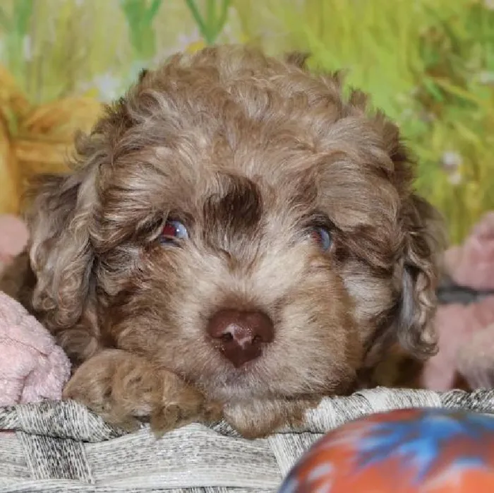 Female Mini Aussiedoodle puppy named Pearl for sale at Petland Monroeville.