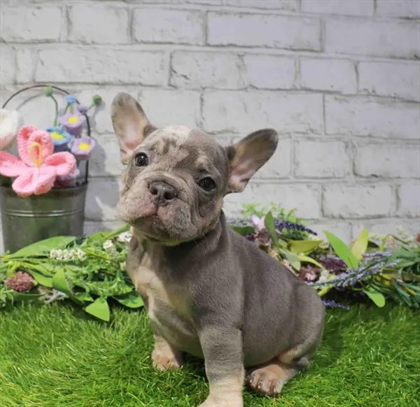 Male French Bulldog puppy named Willie for sale at Petland Monroeville.