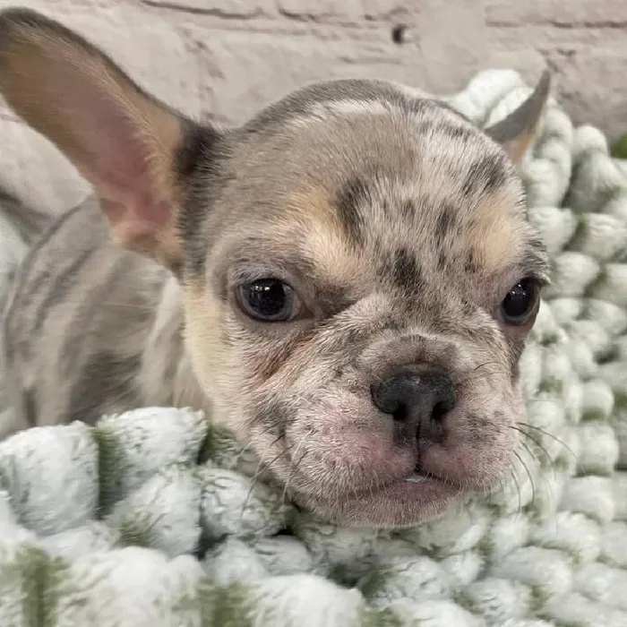 Female French Bulldog Puppy for Sale in Monroeville, PA
