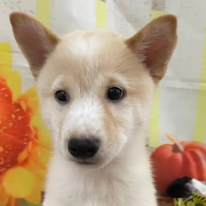 Male Shiba Inu Puppy for Sale in Monroeville, PA