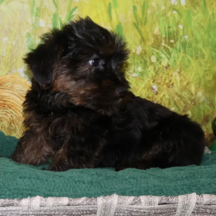 Female Yorkie-Poo Puppy for Sale in Monroeville, PA