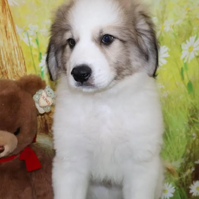 Male Great Pyrenees puppy named Roman for sale at Petland Monroeville.