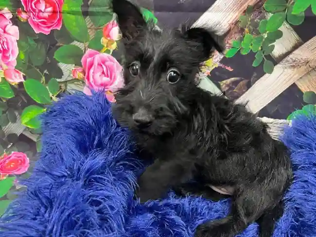 Male Scottish Terrier Puppy for Sale in Pittsburgh, PA