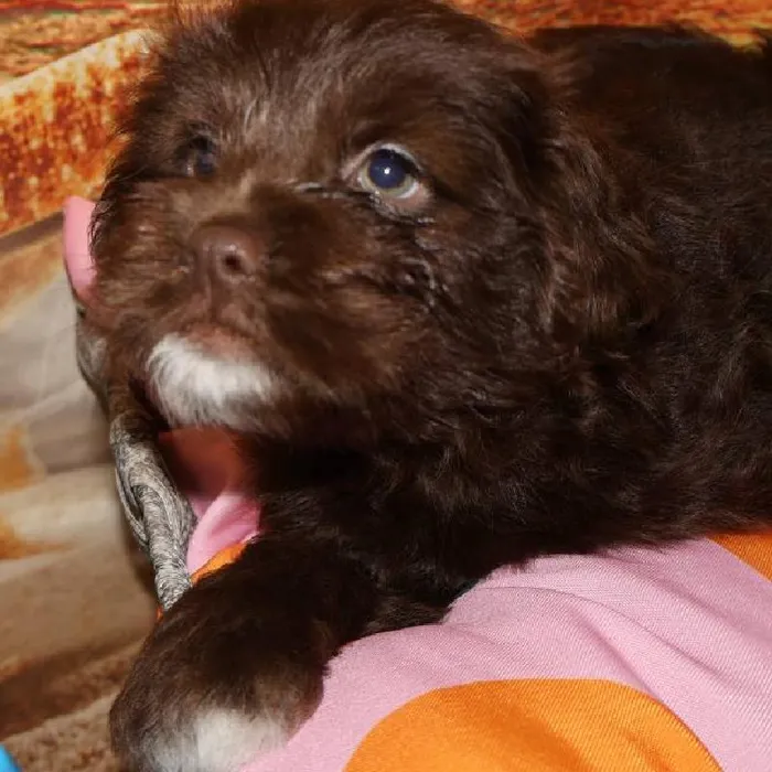 Female Mini Hippo puppy named Sasha for sale at Petland Monroeville.